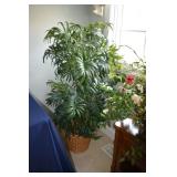 Silk Tree