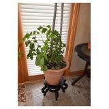 Plant, Planter, & Stand