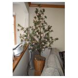 Silk tree in container