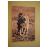 Thomas D. Mangelsen Photography 