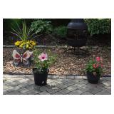 Outdoor Pots & Plants