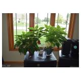 Indoor Pots & Plants