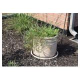 Outdoor Pot w Plant