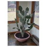 Cactus Plant in Pot