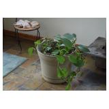 Plant in Pot
