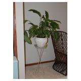 Plant, Stand, & Planter