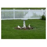 Bird Bath