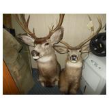 deer heads 