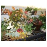 plants 