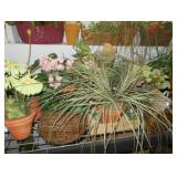 plants 