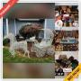 Tacoma Downsizing Online Auction - 22nd Avenue East