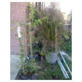 Outdoor Plants