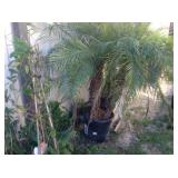 Potted Trees
