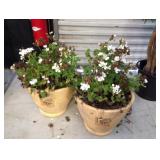 Live and Faux Potted Plants