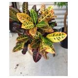 Live and Faux Potted Plants