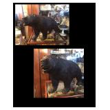 Carved bear 