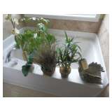 Live Plants