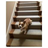 Lucy is not for sale, but wanted say hello. 