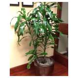 real corn plant