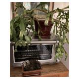 houseplants and pots