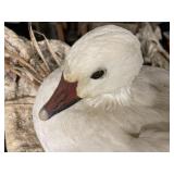 goose