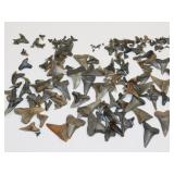 Prehistoric Shark Teeth