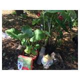 Elephant ear plants, birdhouses and birdfeeders