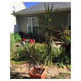 Palm tree like plant