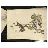 Audubon prints