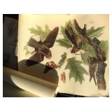 Audubon prints