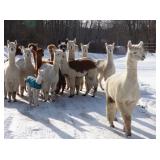 Estate Liquidation Sale with Alpaca Herd - Cumberland, ME