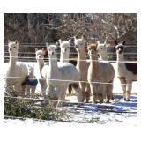 Huacaya Alpacas