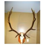 European Elk Mount