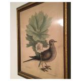 Turles of Carolina from Catesby Natural History Vol 1