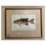 Antique Denton Fish Prints