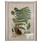 Botanical Prints
