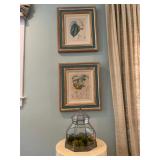 Original Botanical Engravings, 18c, Terrarium  