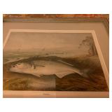 Bluefish, Lithograph