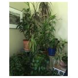 Plants for Sale