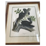 Audubon Black Squirrel Lithograph 
