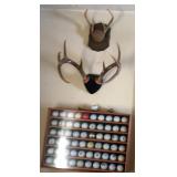 Antlers  & Golf Ball Collection
