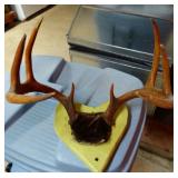 Deer Antlers