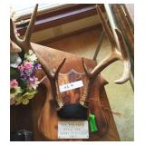 Mounted Antlers