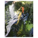 KOI fish