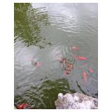 KOI Fish