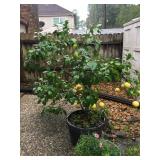Grapefruit tree