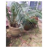 Rice Military Estate Sale