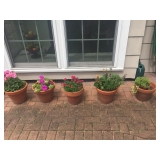 Potted flowers