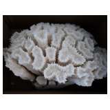Reef White Coral