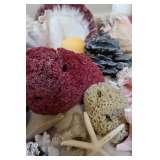 Coral, Starfish & Sponge